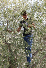Load image into Gallery viewer, Extra Virgin Olive Oil of Levant
