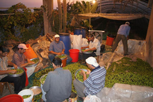 Load image into Gallery viewer, Extra Virgin Olive Oil of Levant
